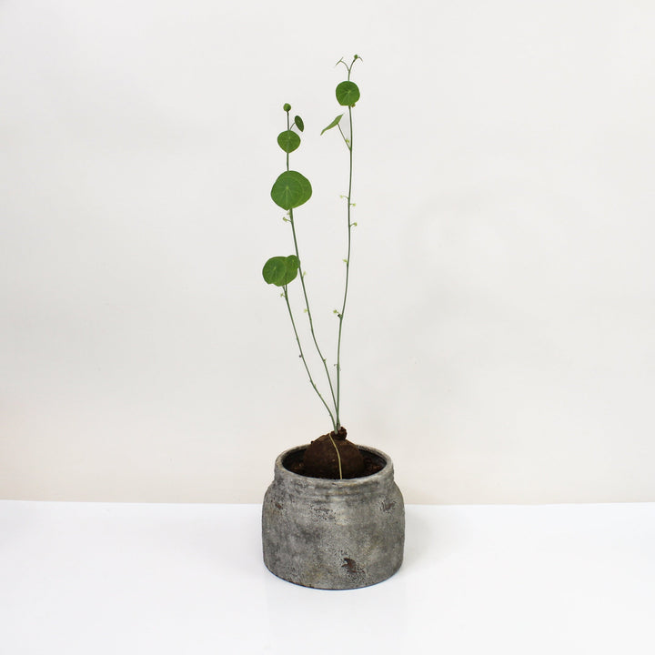 Stephania Erecta L Foliage Dreams