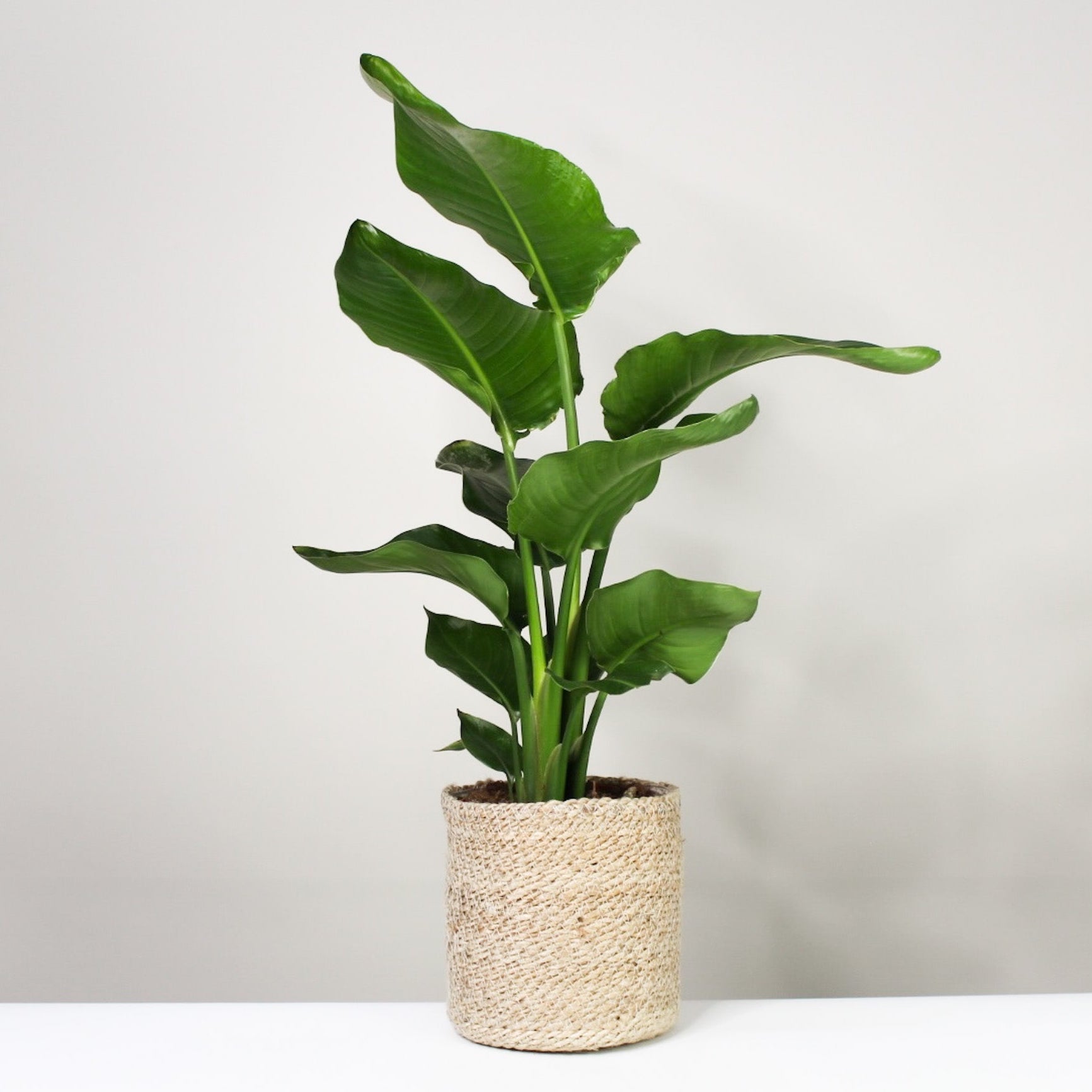 Strelitzia Nicolai – Foliage Dreams