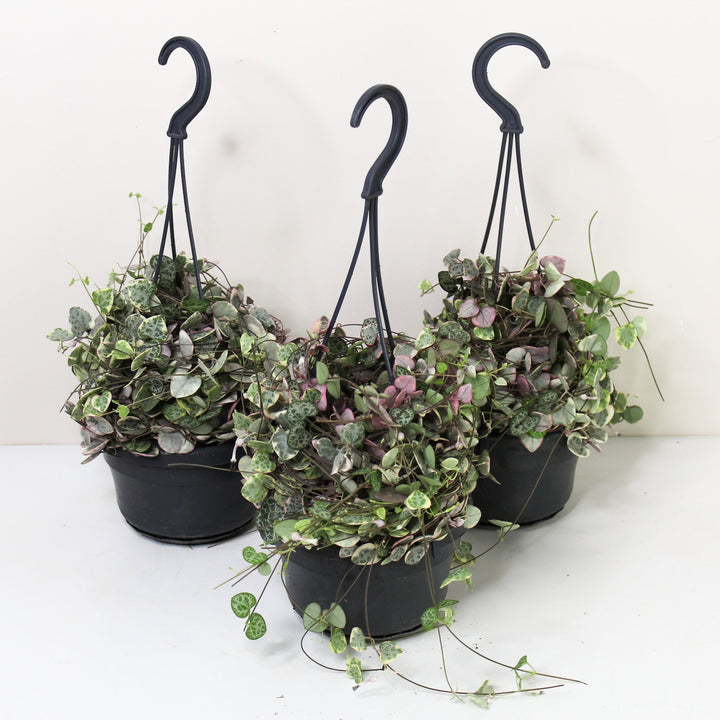 String of Hearts Variegata (Ceropegia Woodii Variegata) Foliage Dreams