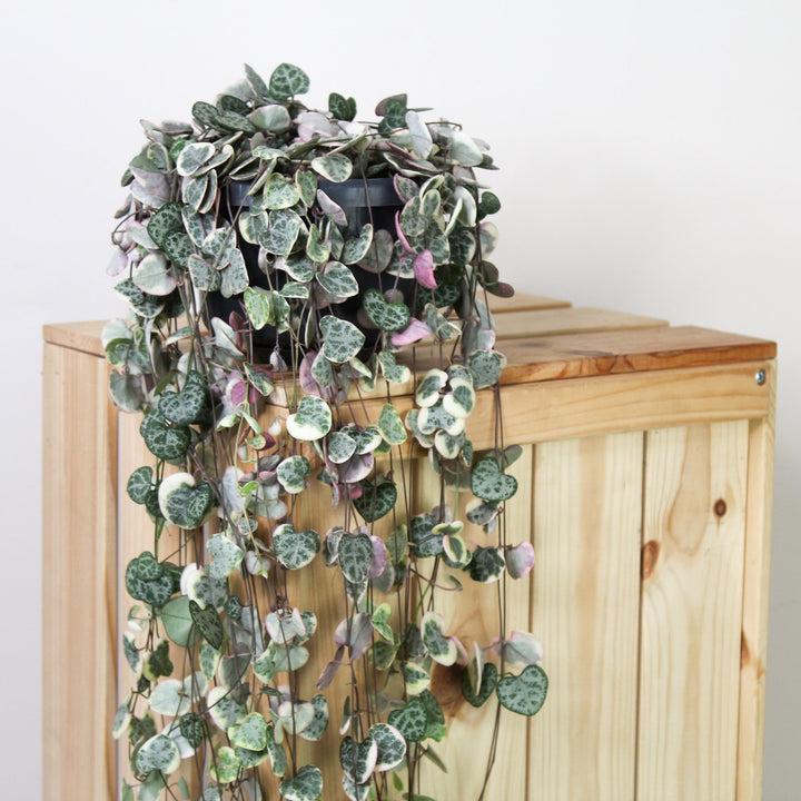 String of Hearts Variegata (Ceropegia Woodii Variegata) L Foliage Dreams