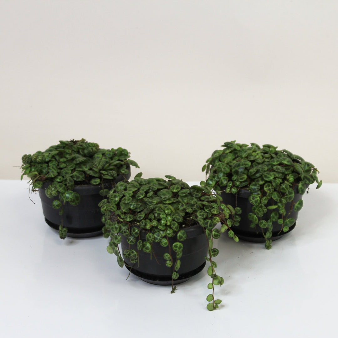 String of Turtles (Peperomia Prostrata) Foliage Dreams