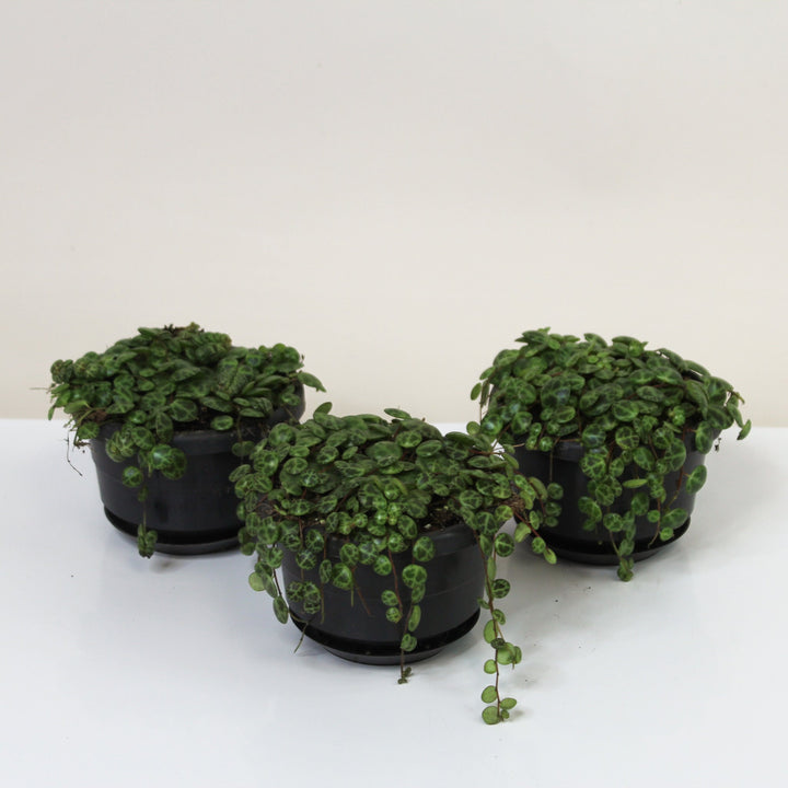 String of Turtles (Peperomia Prostrata) Foliage Dreams