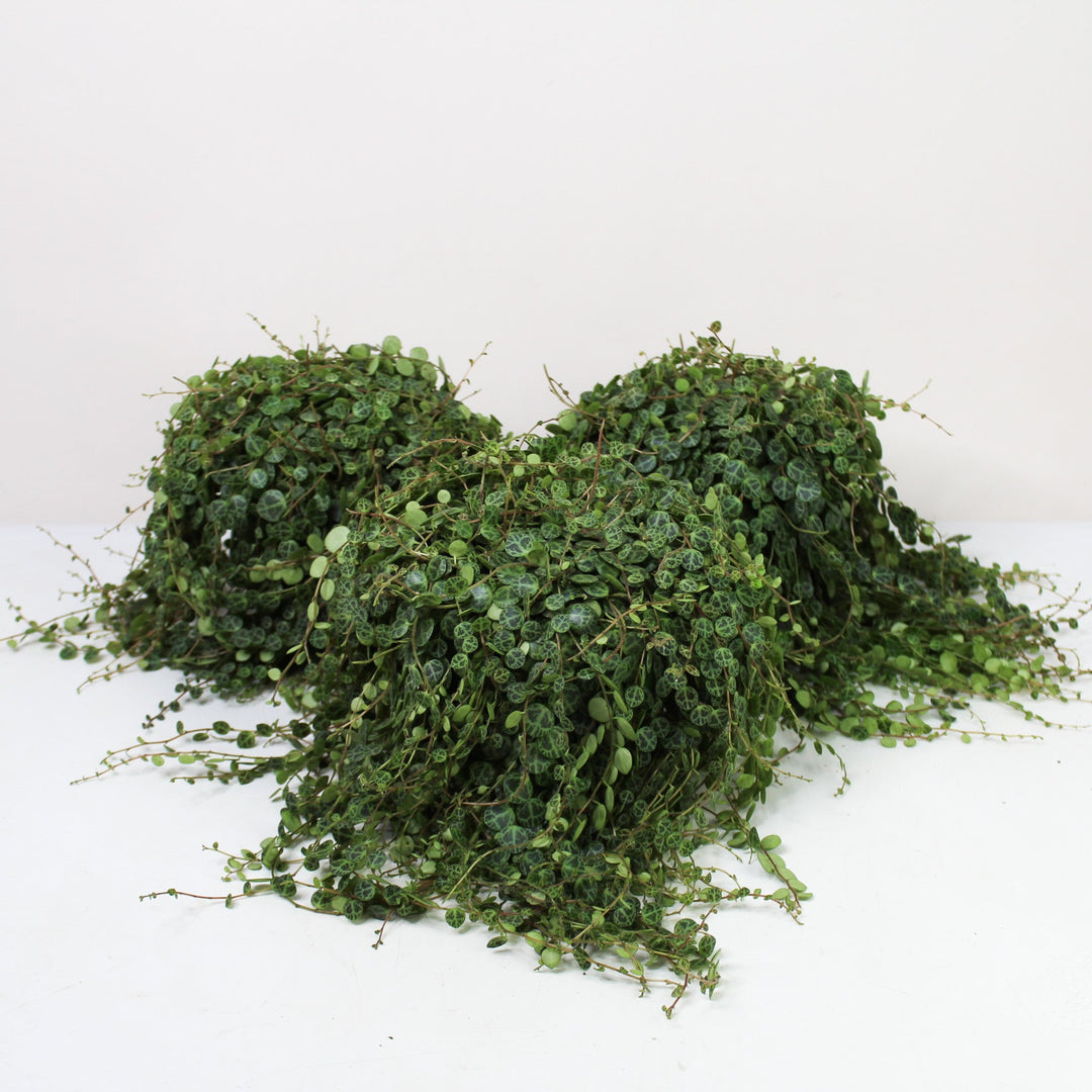 String of Turtles (Peperomia Prostrata) L Foliage Dreams