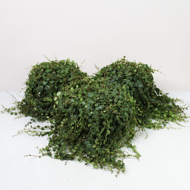 String of Turtles (Peperomia Prostrata) L Foliage Dreams