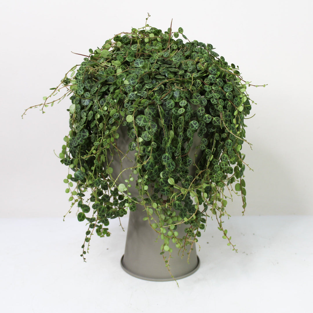 String of Turtles (Peperomia Prostrata) L Foliage Dreams