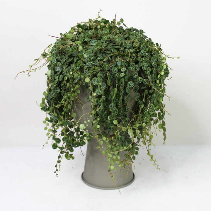 String of Turtles (Peperomia Prostrata) L Foliage Dreams