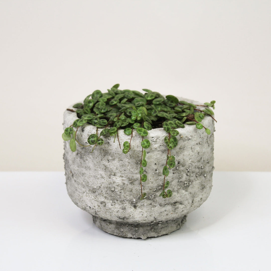 String of Turtles (Peperomia Prostrata) M Foliage Dreams