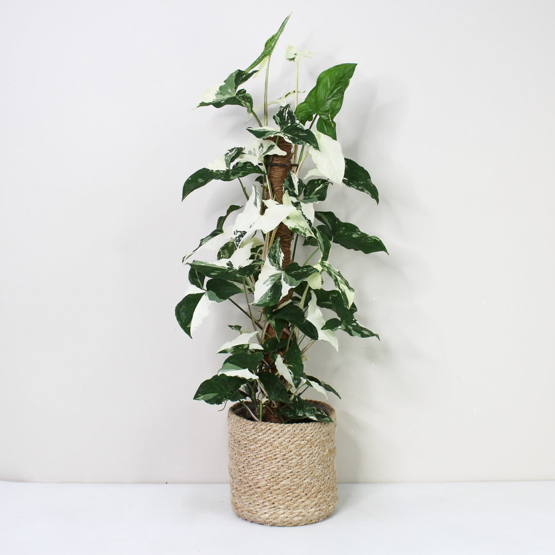Syngonium Albo Variegata Foliage Dreams