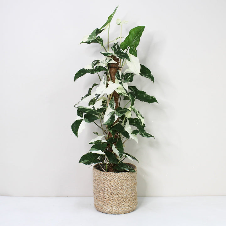 Syngonium Albo Variegata Foliage Dreams