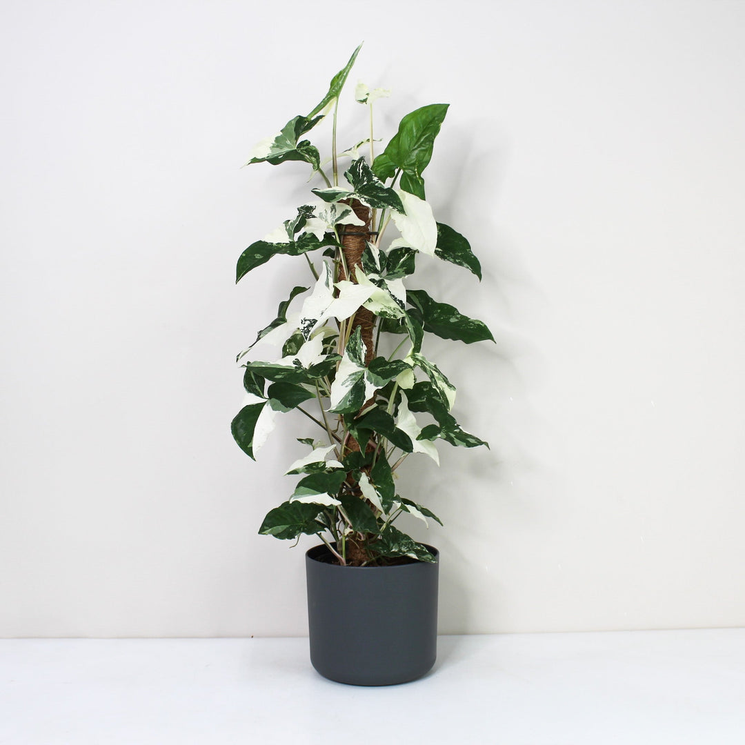 Syngonium Albo Variegata Foliage Dreams