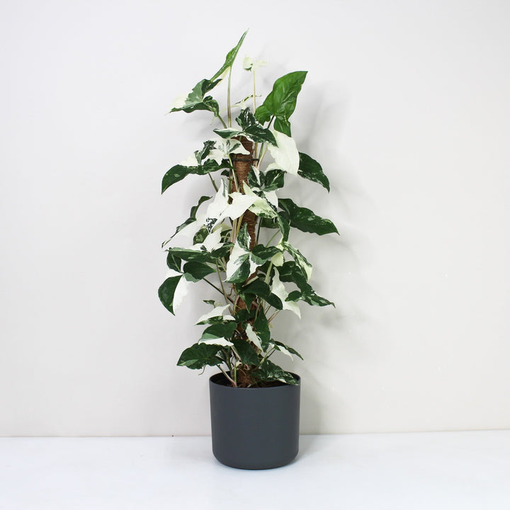 Syngonium Albo Variegata Foliage Dreams