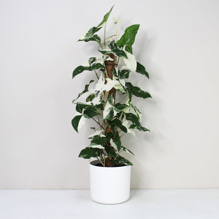 Syngonium Albo Variegata Foliage Dreams