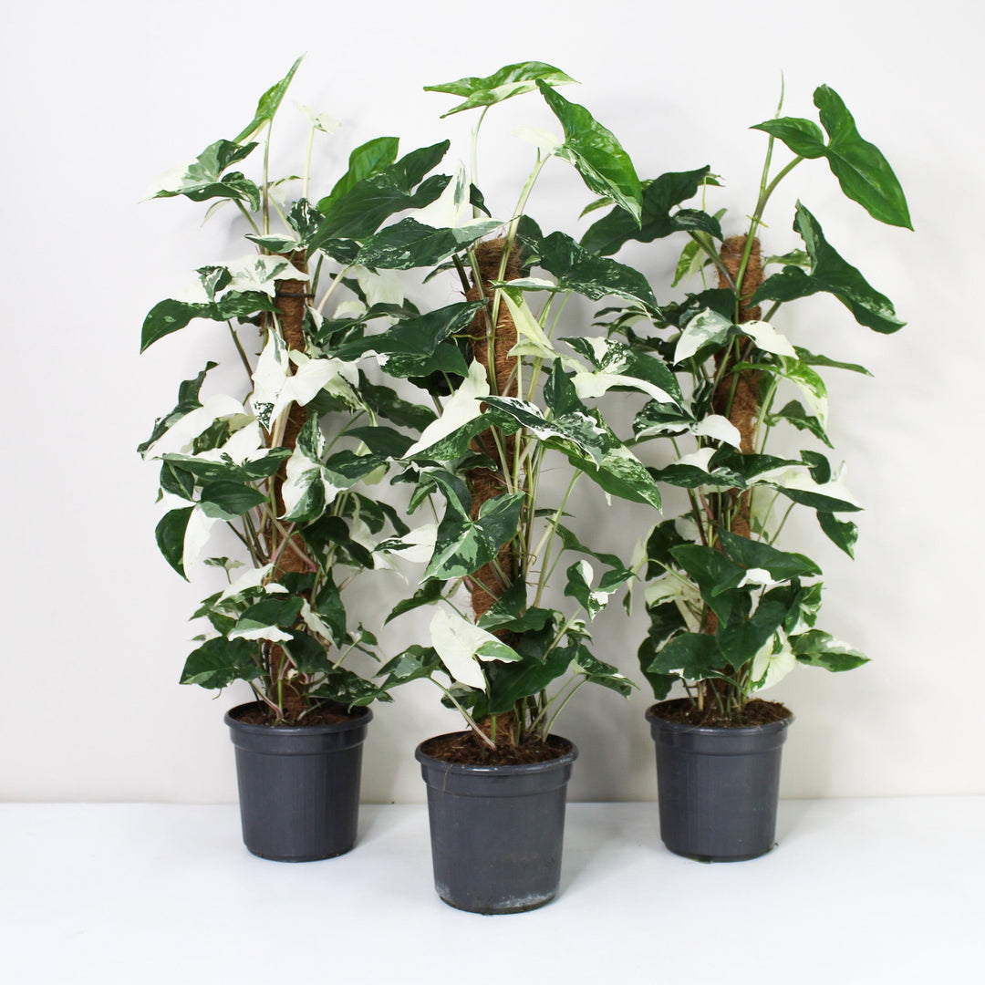Syngonium Albo Variegata Foliage Dreams