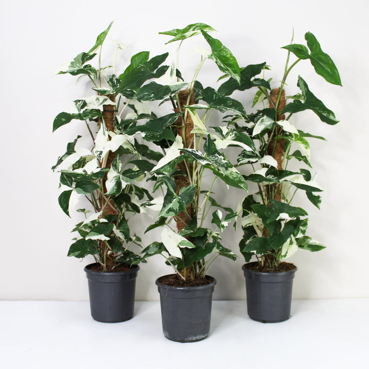 Syngonium Albo Variegata Foliage Dreams