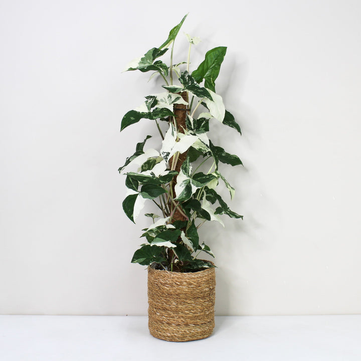 Syngonium Albo Variegata Foliage Dreams
