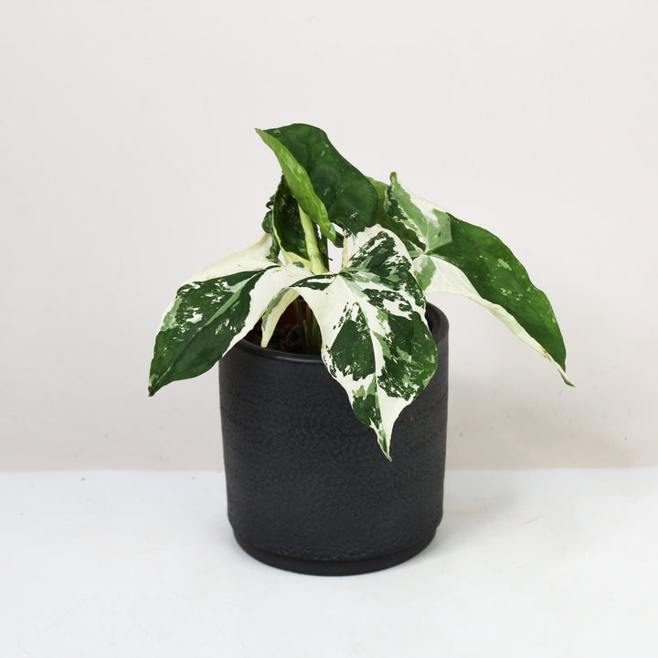 Syngonium Albo Variegata Foliage Dreams