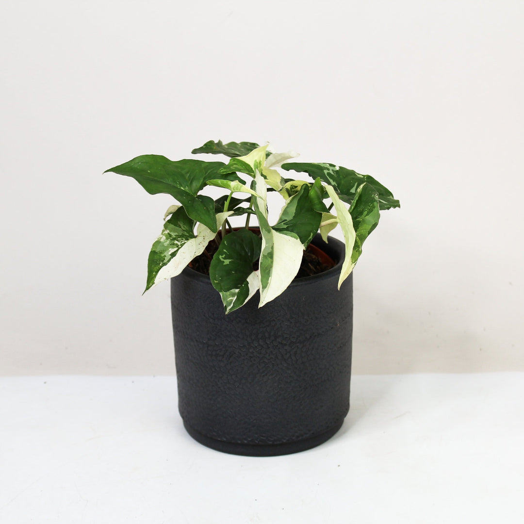 Syngonium Albo Variegata M Foliage Dreams