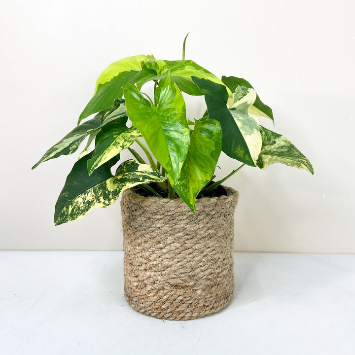Syngonium Aurea Foliage Dreams