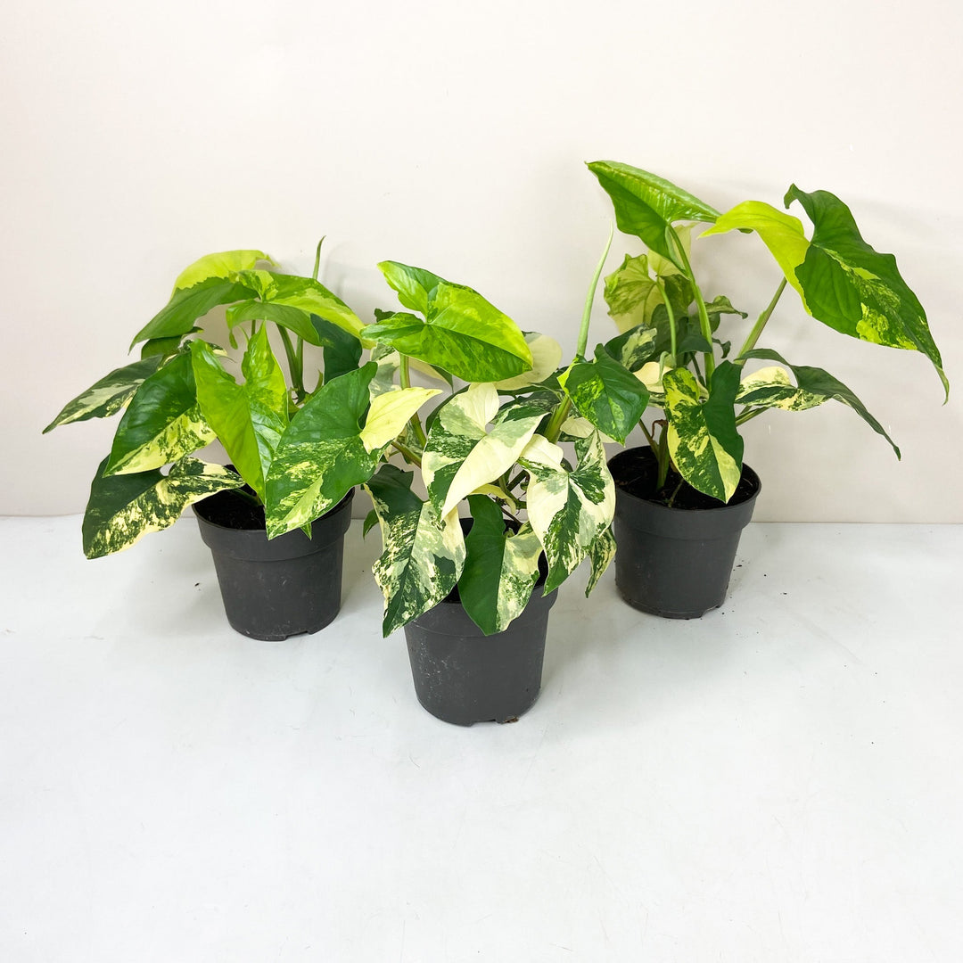 Syngonium Aurea Foliage Dreams