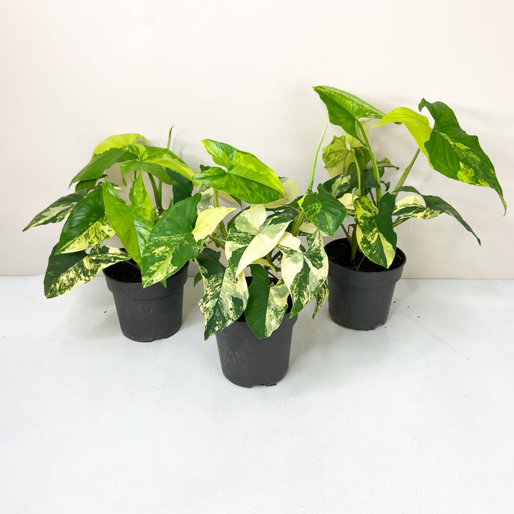 Syngonium Aurea Foliage Dreams