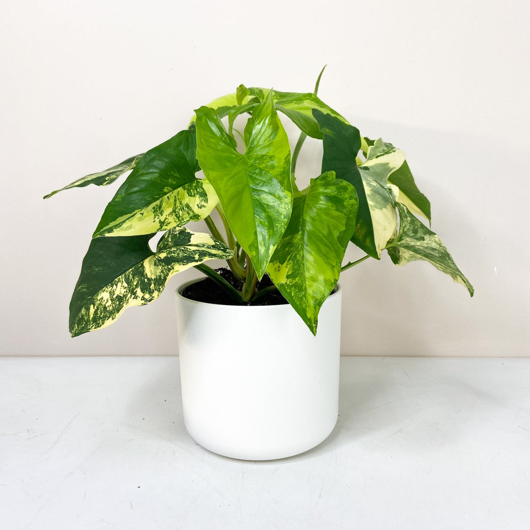 Syngonium Aurea Foliage Dreams