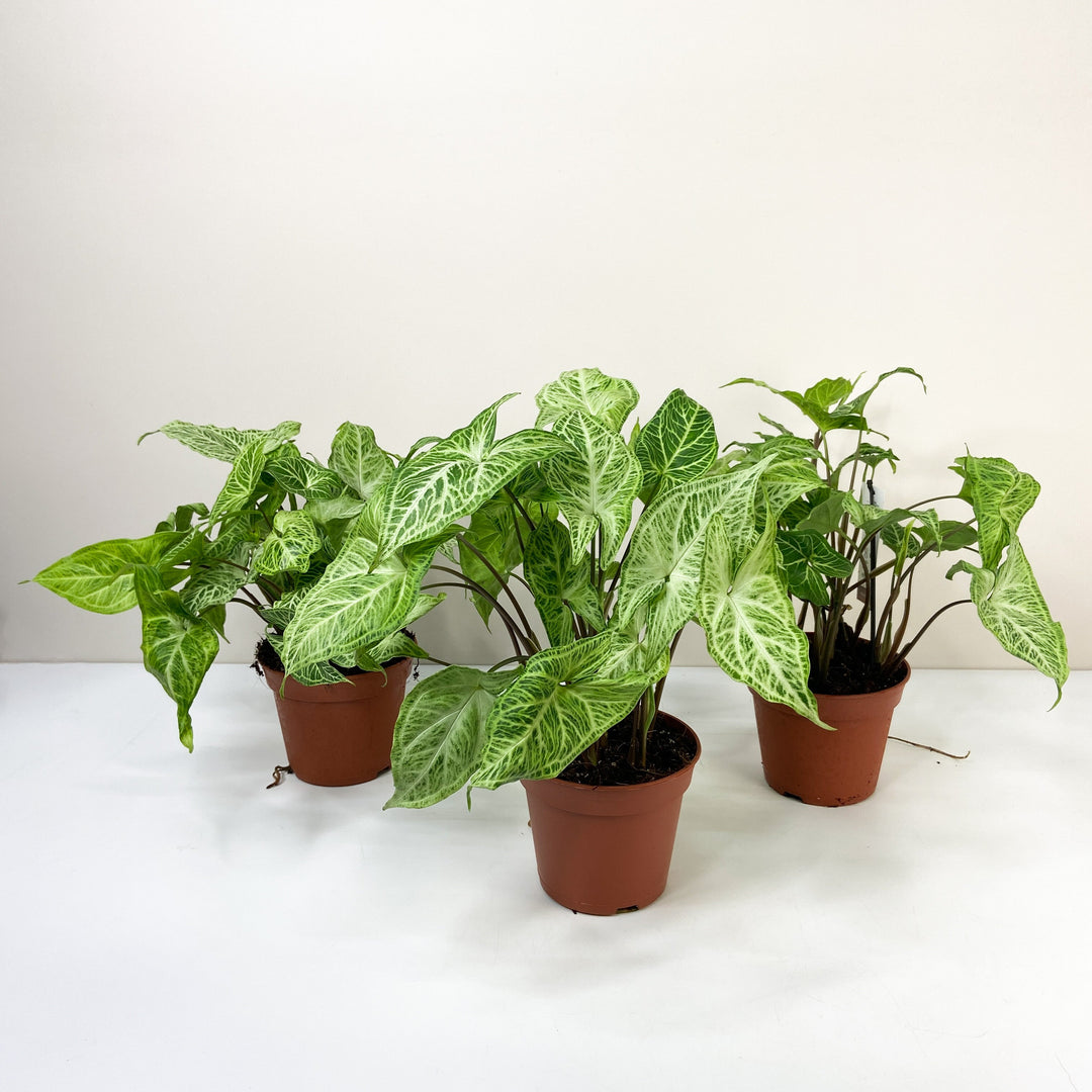 Syngonium Batik Foliage Dreams