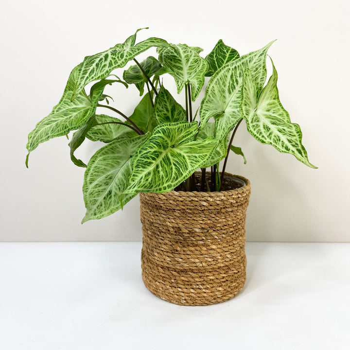 Syngonium Batik M / Korb braun Foliage Dreams