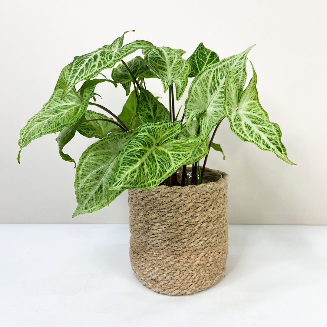 Syngonium Batik M / Korb creme Foliage Dreams