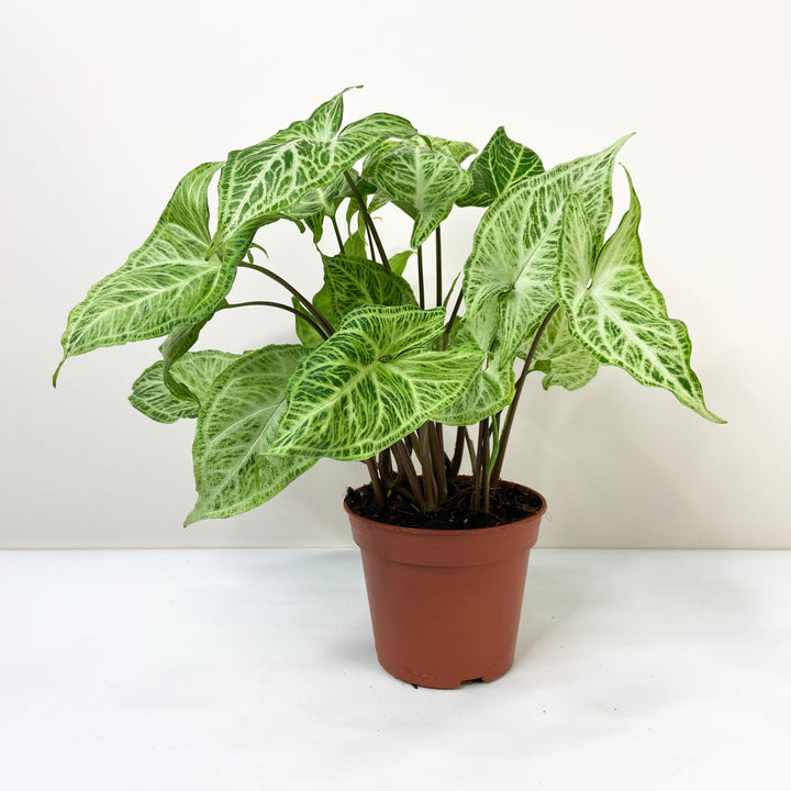Syngonium Batik M / ohne Übertopf Foliage Dreams