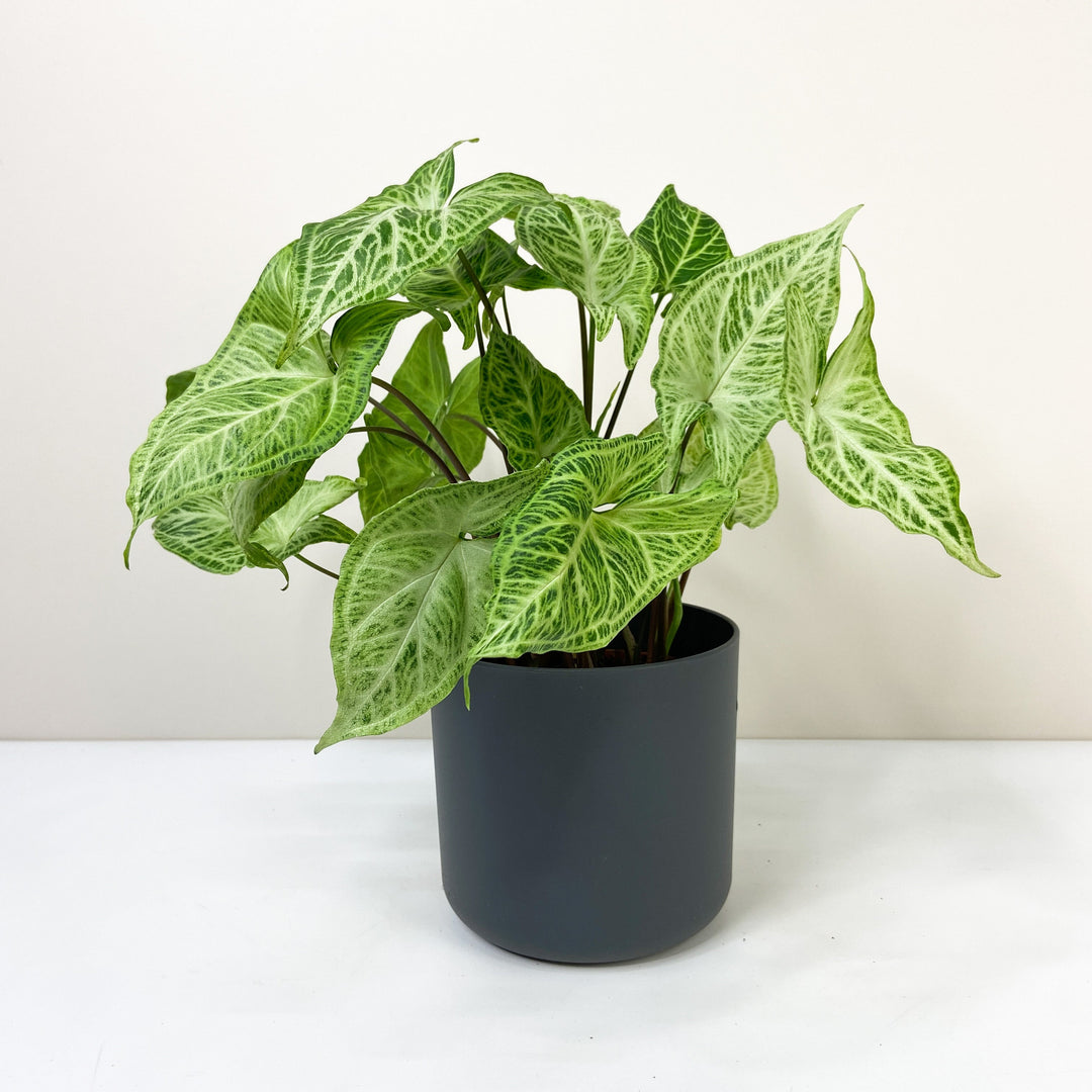Syngonium Batik M / Topf anthrazit Foliage Dreams