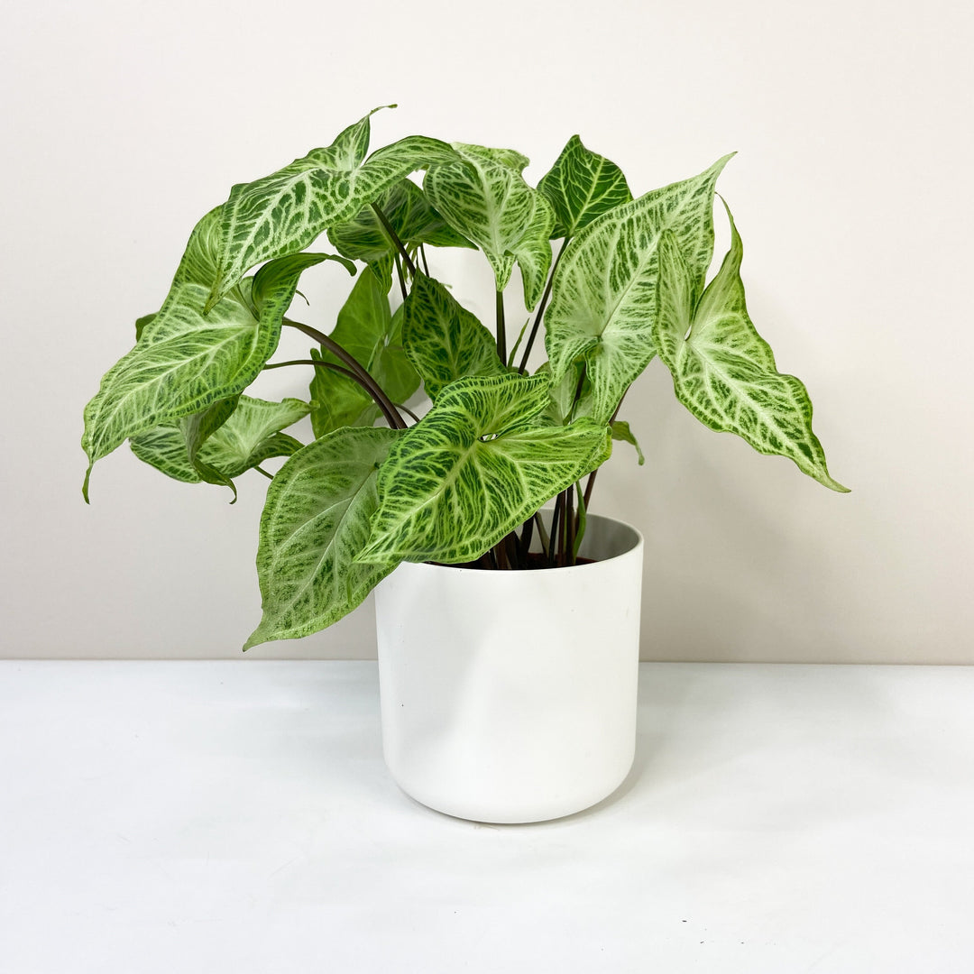 Syngonium Batik M / Topf weiß Foliage Dreams