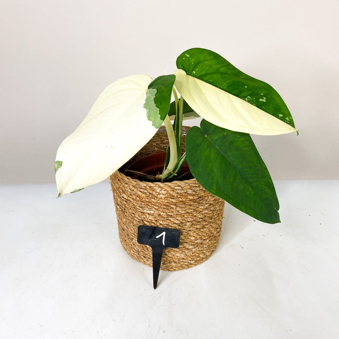 Syngonium Chiapense Variegata 1 Foliage Dreams