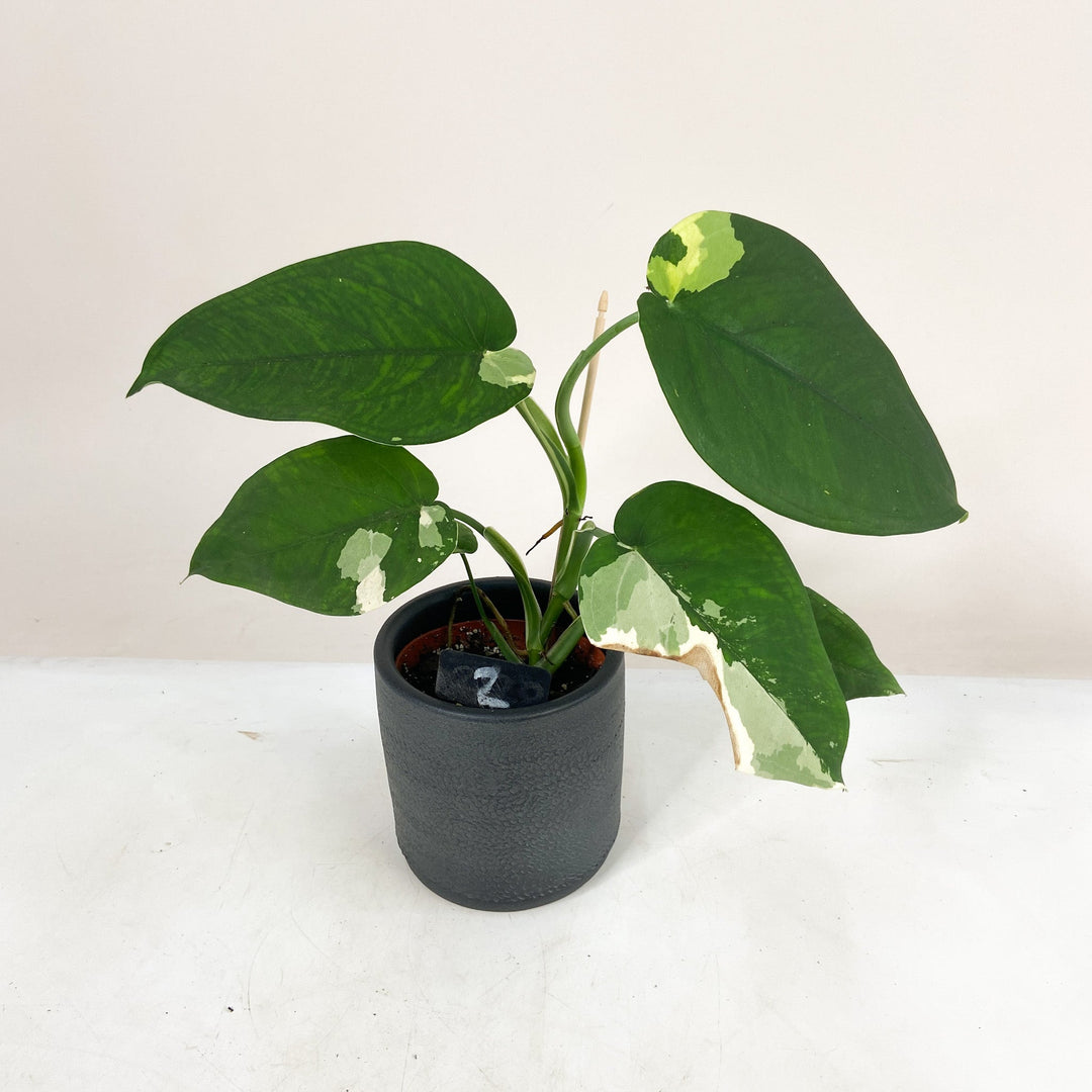 Syngonium Chiapense Variegata 2 Foliage Dreams