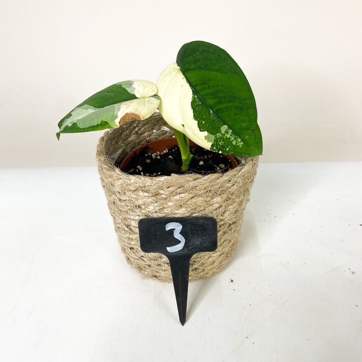 Syngonium Chiapense Variegata 3 Foliage Dreams