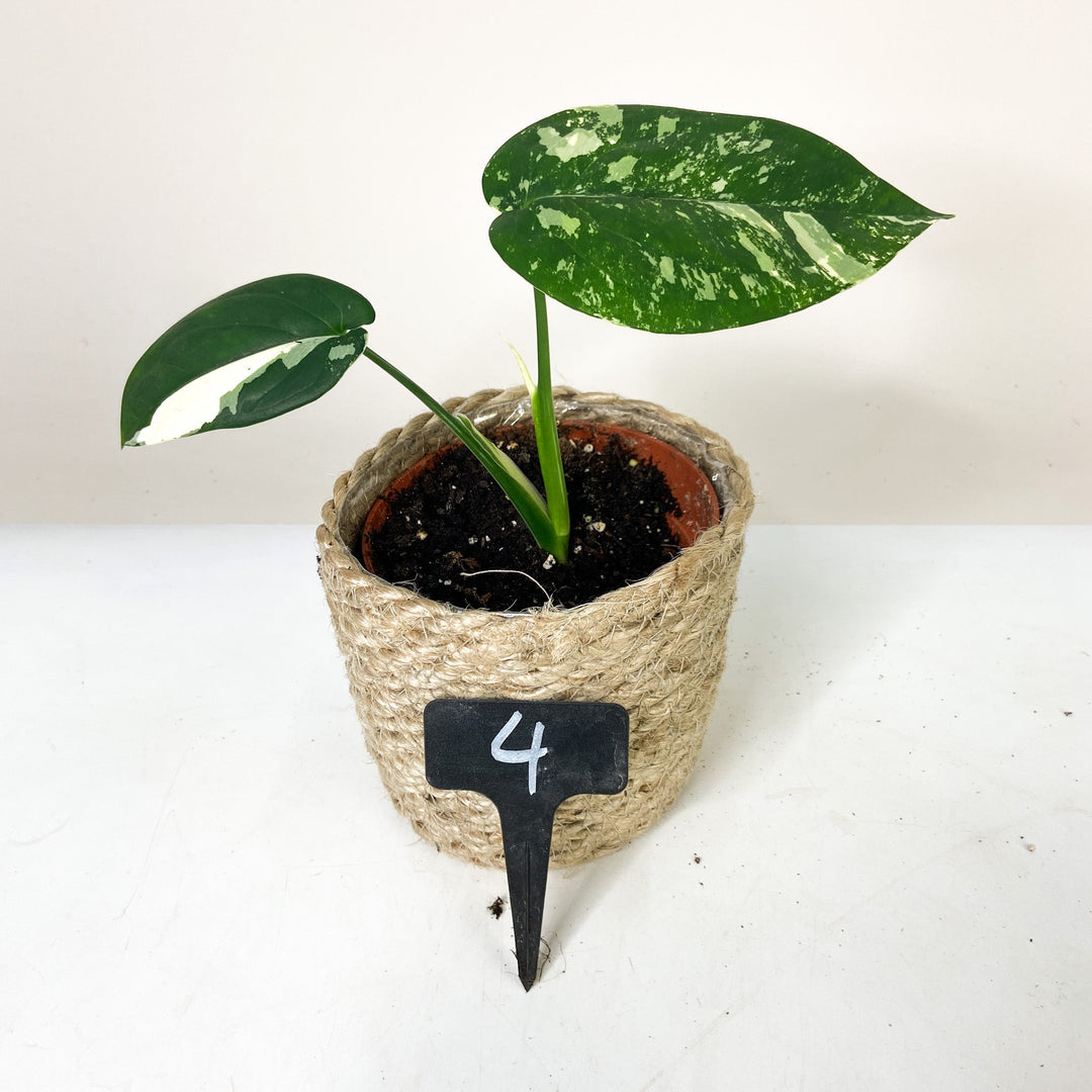 Syngonium Chiapense Variegata 4 Foliage Dreams
