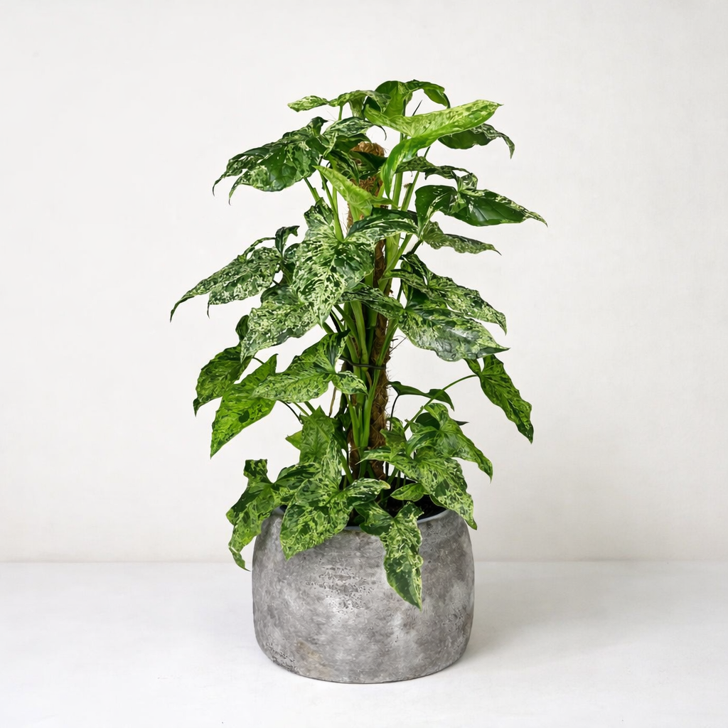 Syngonium Mottled Arrowhead 'Mojito' – Foliage Dreams