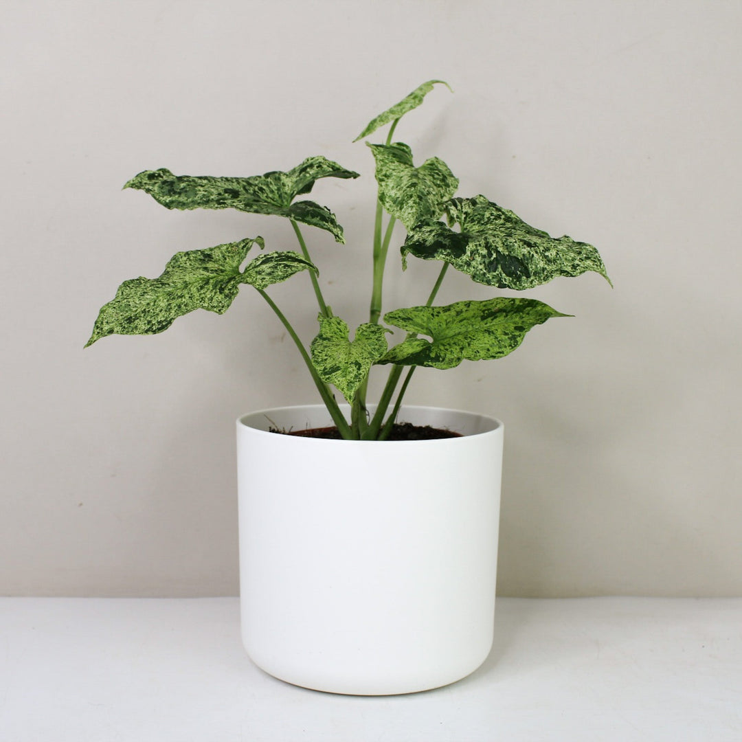 Syngonium Mottled Arrowhead 'Mojito' M Foliage Dreams