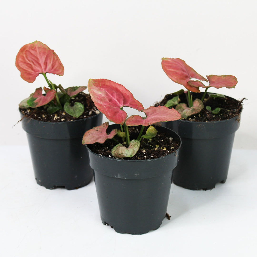 Syngonium Orm Nak Red Foliage Dreams
