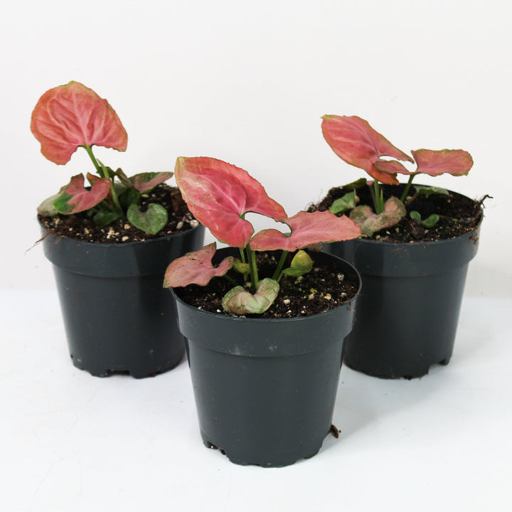 Syngonium Orm Nak Red Foliage Dreams