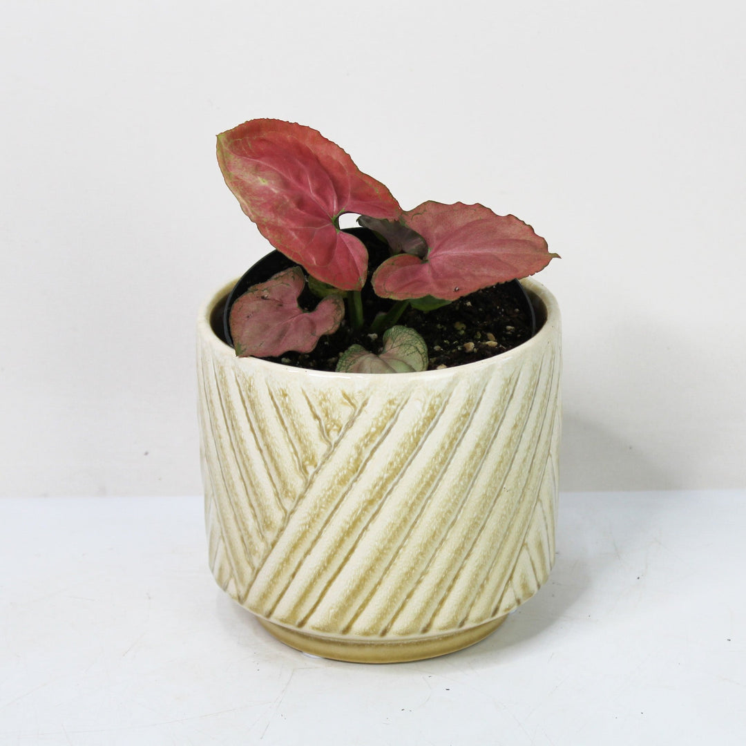 Syngonium Orm Nak Red Foliage Dreams