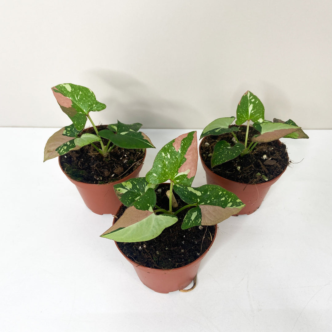 Syngonium Red Spot Tricolor M Foliage Dreams