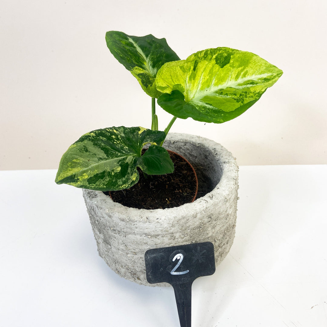 Syngonium Scrambled Eggs 2 Foliage Dreams
