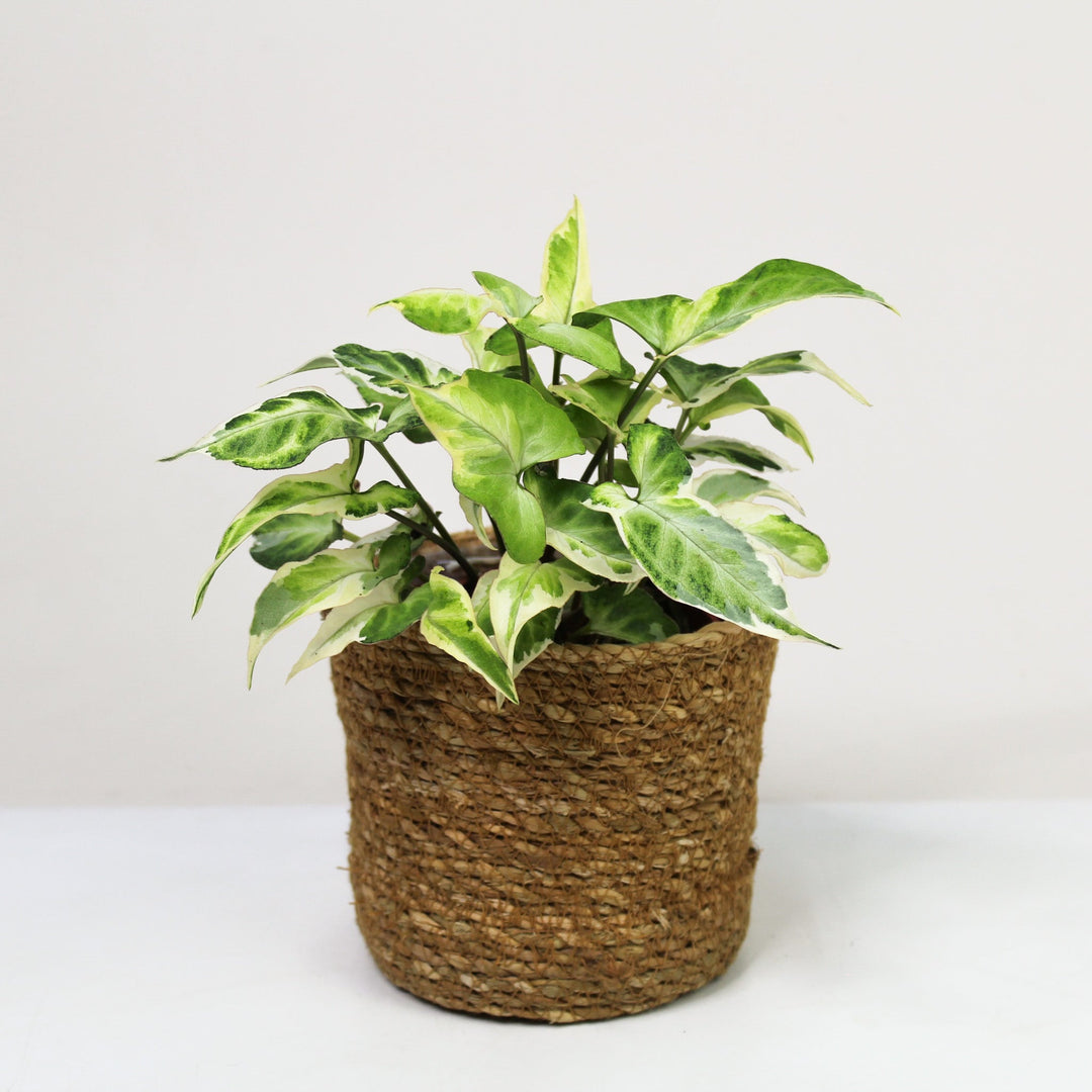 Syngonium T25 M Foliage Dreams