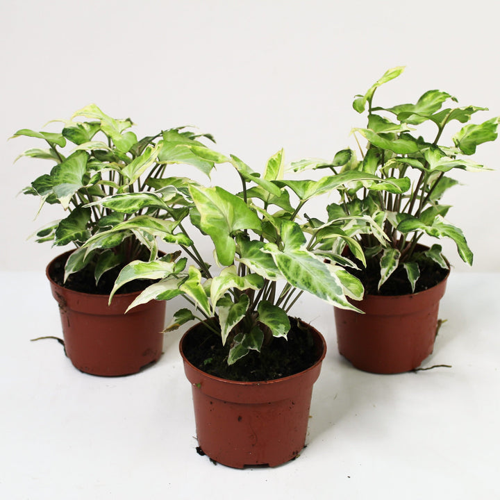 Syngonium T25 M Foliage Dreams