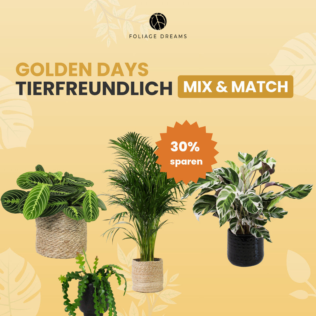 Tierfreundliche Pflanzen Mix&Match Foliage Dreams