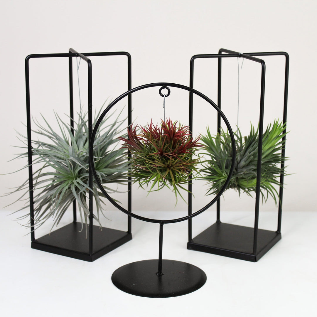 Tillandsia im Metallgestell Foliage Dreams