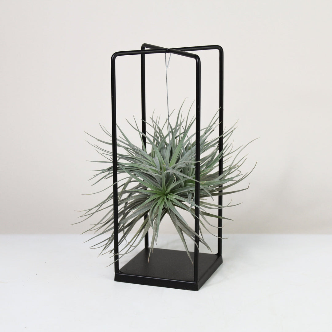 Tillandsia im Metallgestell Cube Foliage Dreams