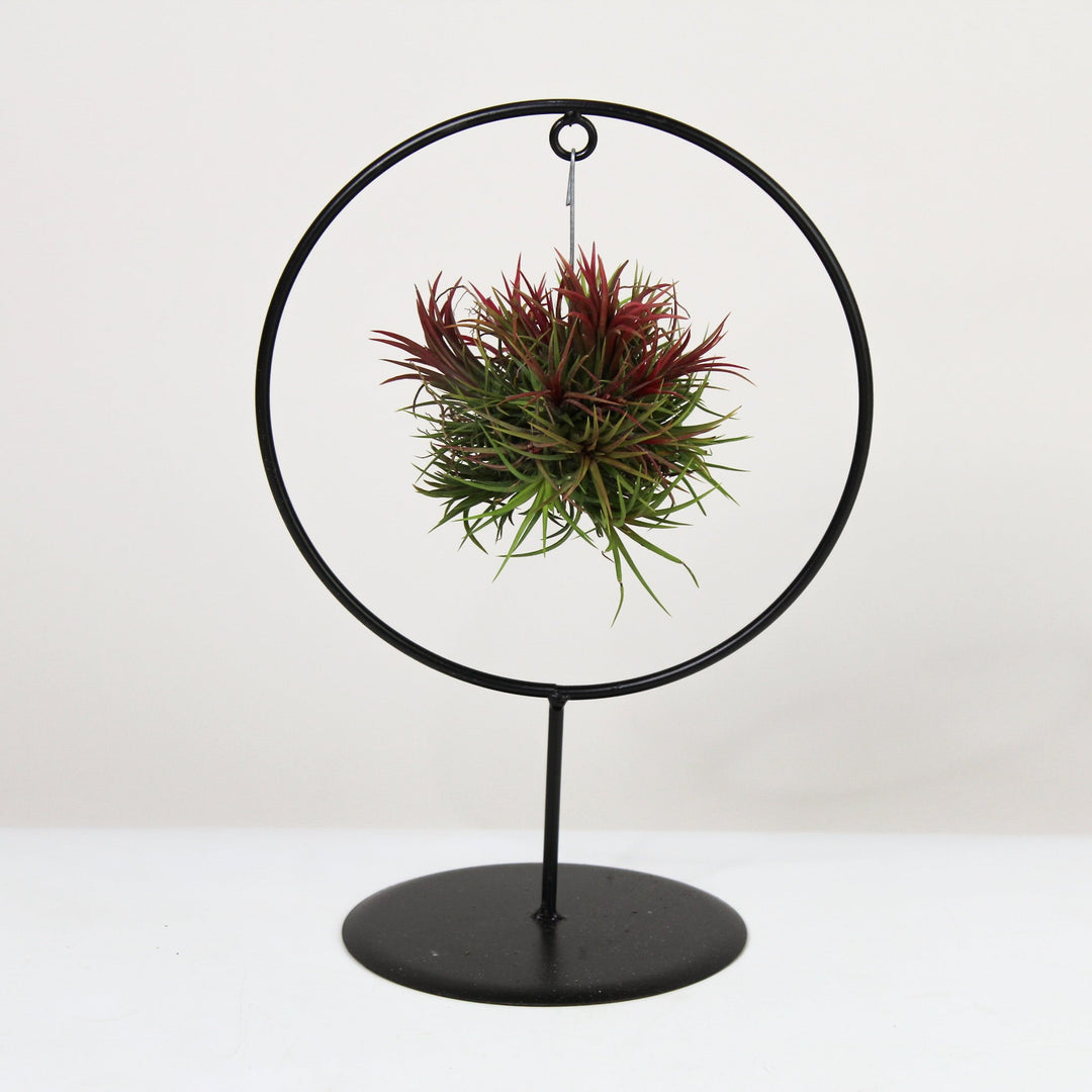 Tillandsia im Metallgestell Ring Foliage Dreams