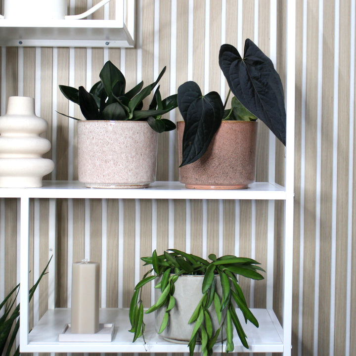 Übertopf Calma - Rose | Premium Shine Glaze Foliage Dreams