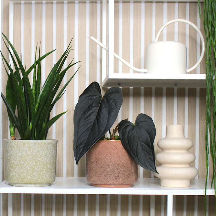 Übertopf Calma – Terra | Premium Shine Glaze 15 Foliage Dreams